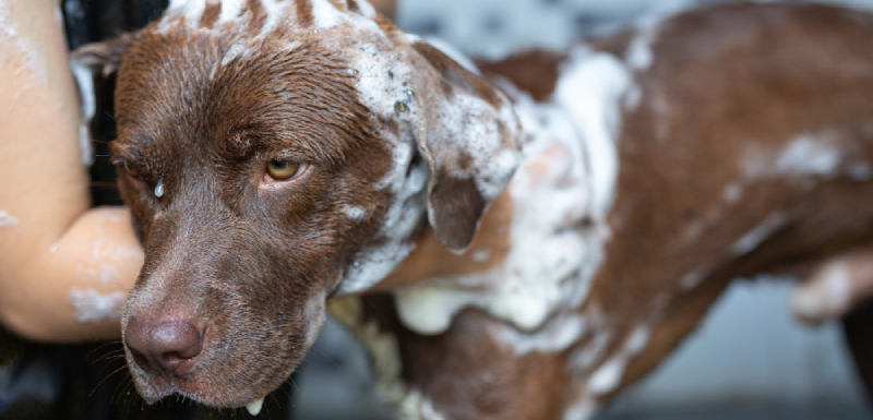 Como escolher o melhor champô para cães