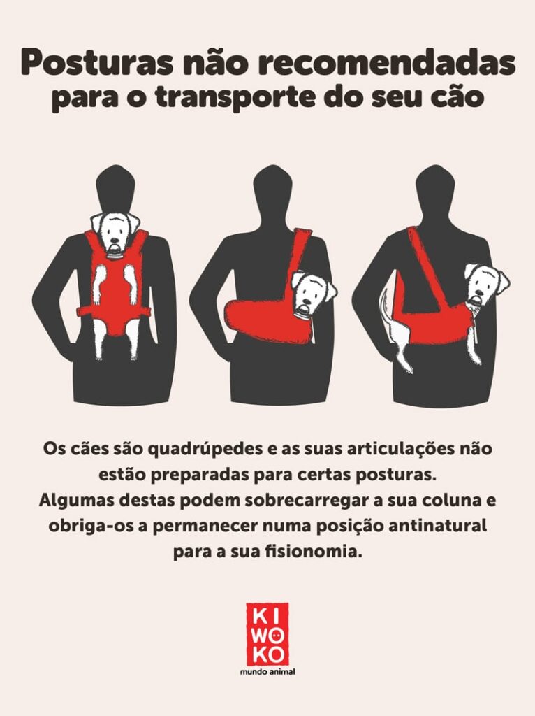 Opções mais recomendáveis para transportar o seu cão