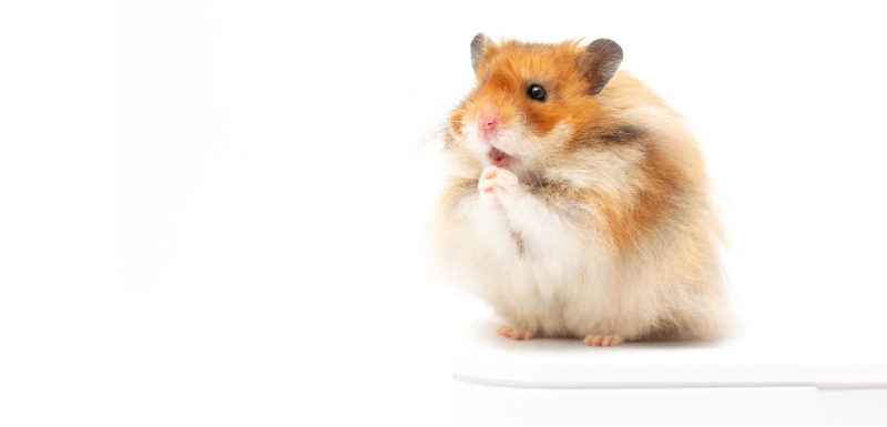 esperança de vida de um hamster
