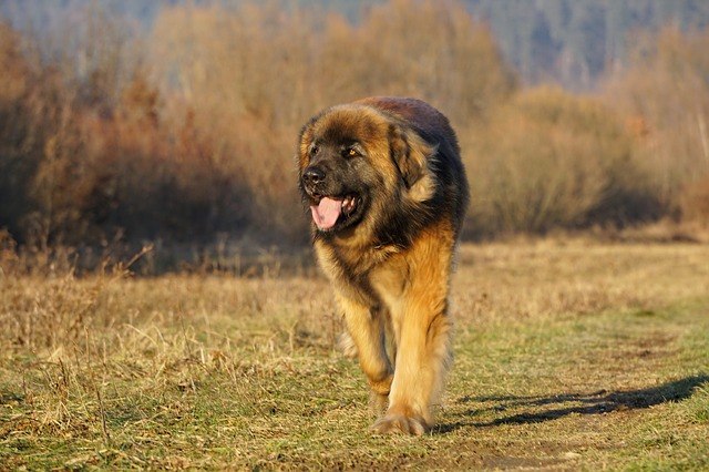 Leonberger-color-marron-negro