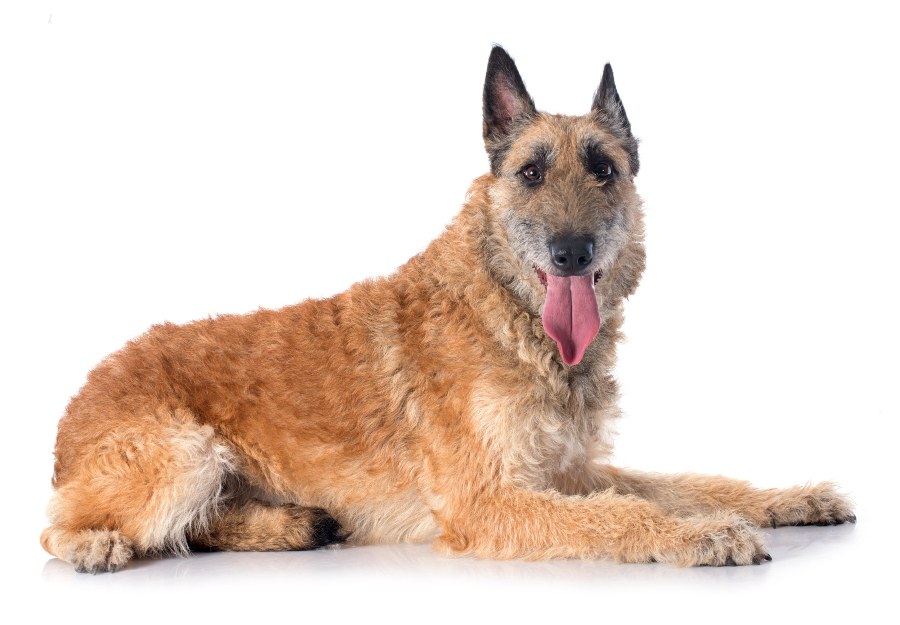 Conheça o Pastor belga malinois: instinto protetor e excelente cão de  guarda, Raças