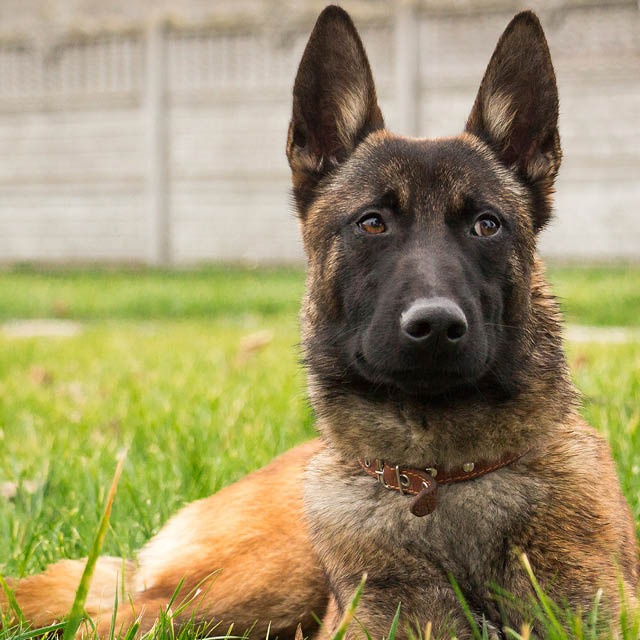 Conheça o Pastor Belga de Malinois