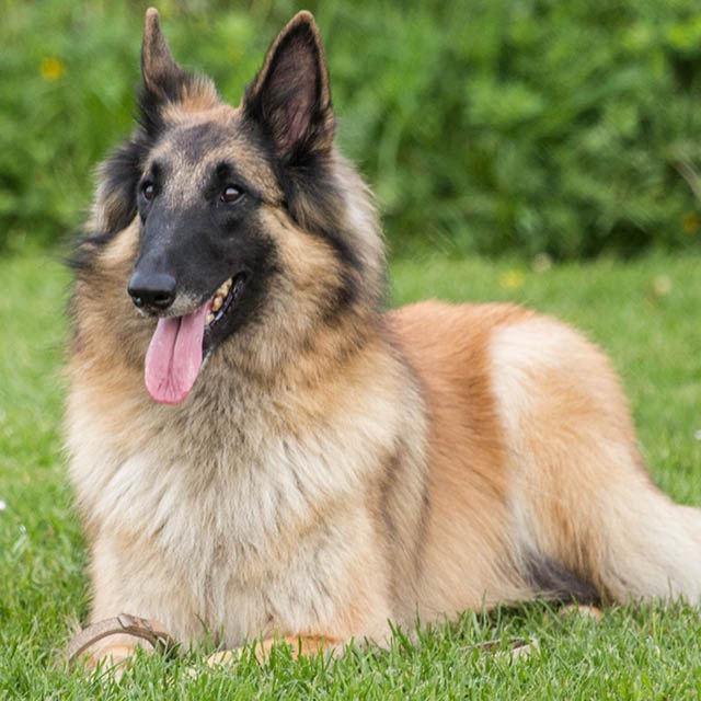 Conheça o Pastor Belga de Malinois