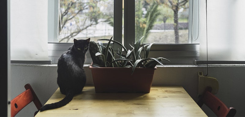 como proteger as janelas para um gato