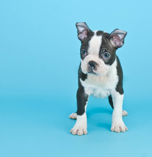 boston-terrier