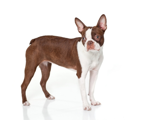 boston-terrier-marron-1