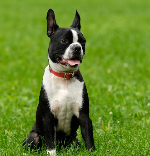 Black and white Boston Terrier on a lawn