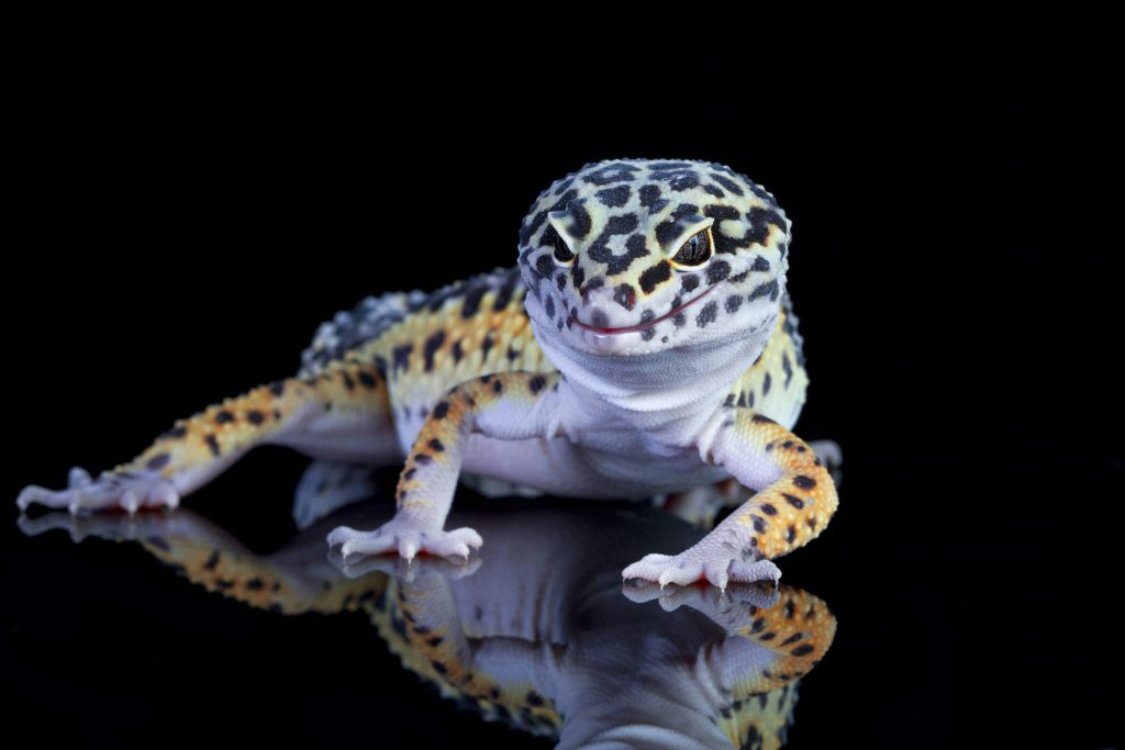 características gecko leopardo