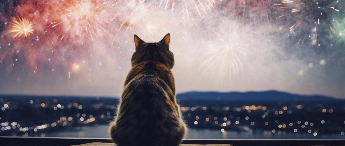 Como proteger os gatos em época de fogos de artifício