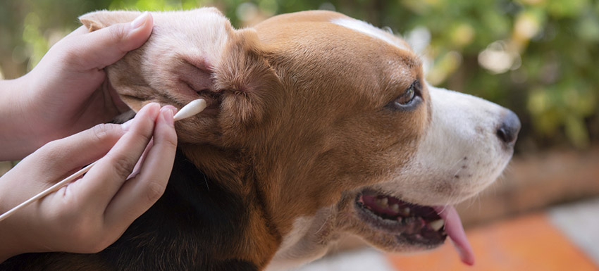 perguntas frequentes sobre limpeza de ouvidos em cães