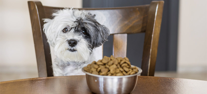 descubra a melhor ração para cães