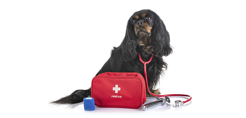 Este é o kit básico que o seu cão deve ter em caso de emergência.