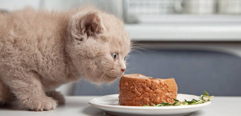 comida húmida para gatinhos
