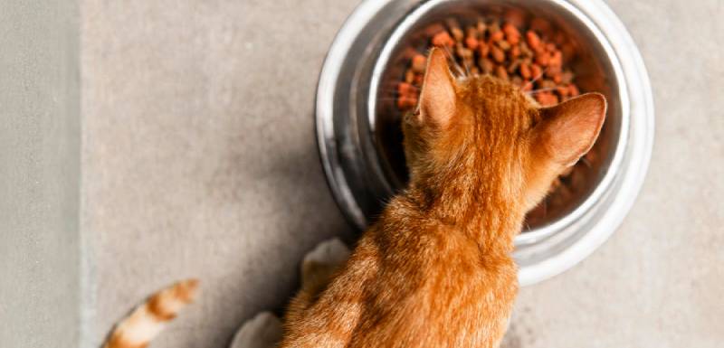 taurina nos gatos