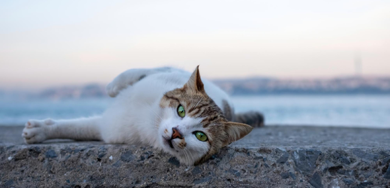 gatos e calor
