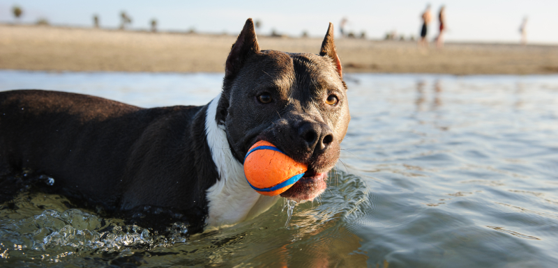 melhores brinquedos aquáticos para cães