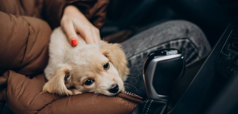 viajar de carro com um cachorro
