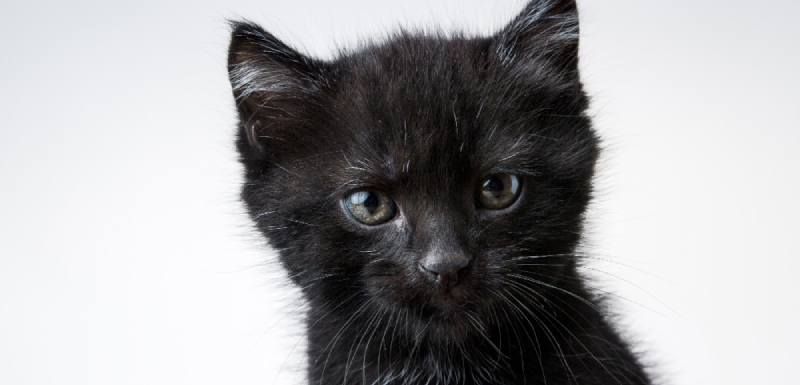 dia internacional dedicado aos gatos pretos
