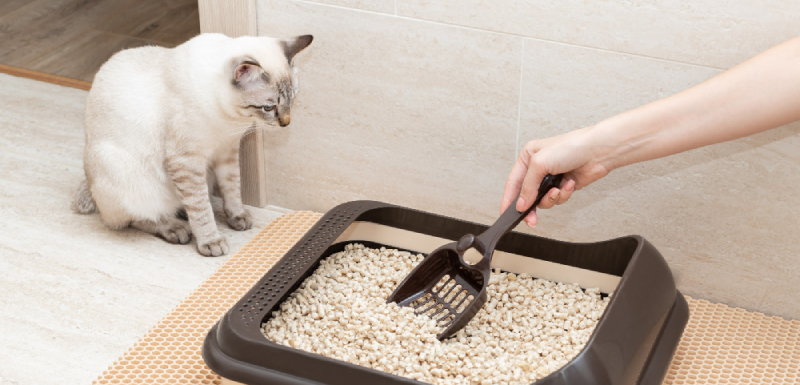 como limpar a caixa de areia do gato