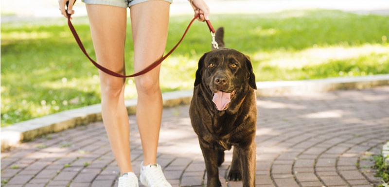 tipo de coleiras para cães