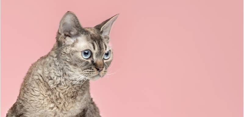 O cornish rex é um gato hipoalergénico.