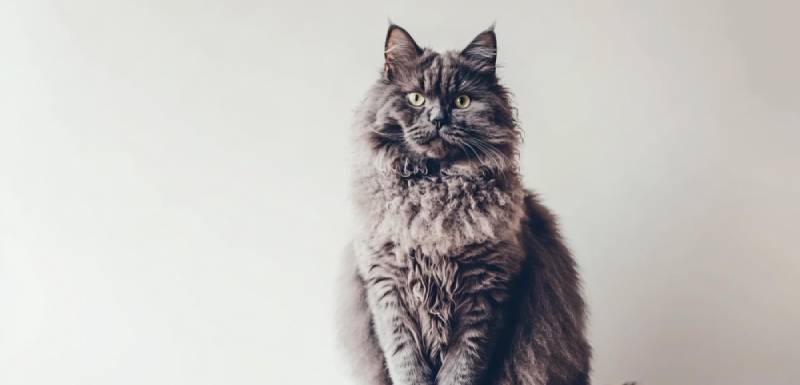 O laperm é um gato hipoalergénico.