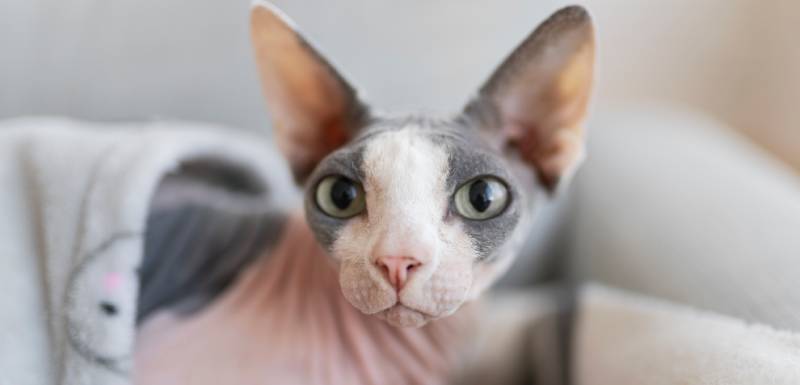 O sphynx é um gato hipoalergénico.