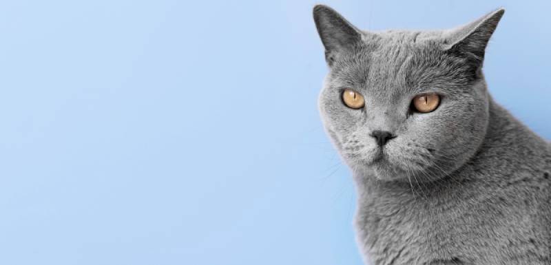 O azul russo é um gato hipoalergénico.