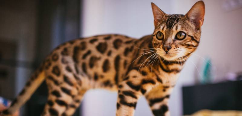 O bengali é um gato hipoalergénico.