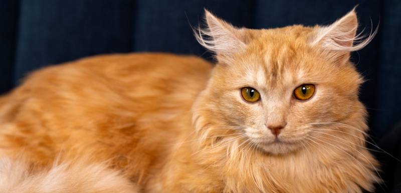 O gato siberiano é um gato hipoalergénico.