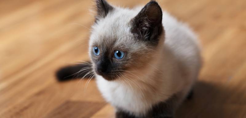 O balinês é um gato hipoalergénico.
