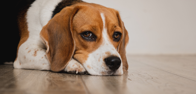 cão com expressão triste