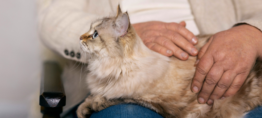 probióticos para gatos: quais escolher