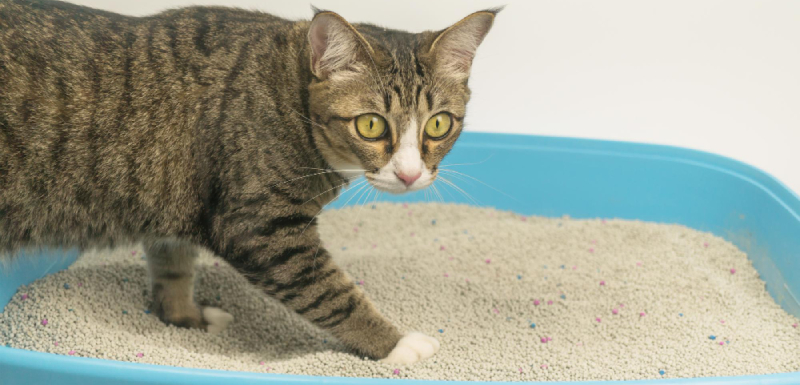 areia aglomerante para gatos