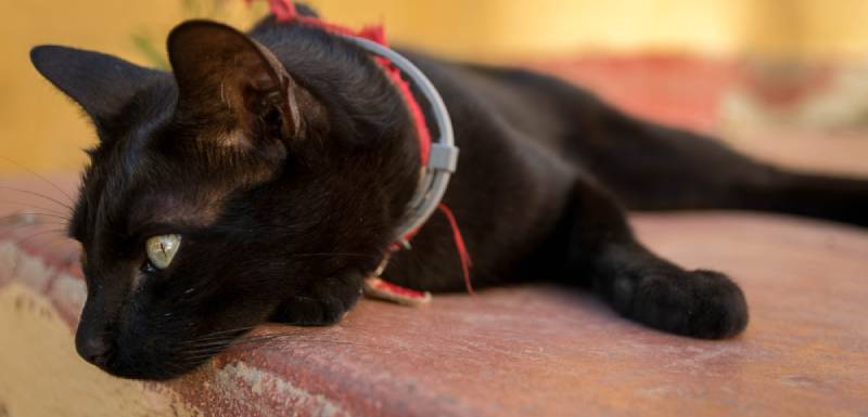 melhores coleiras antiparasitárias para gatos