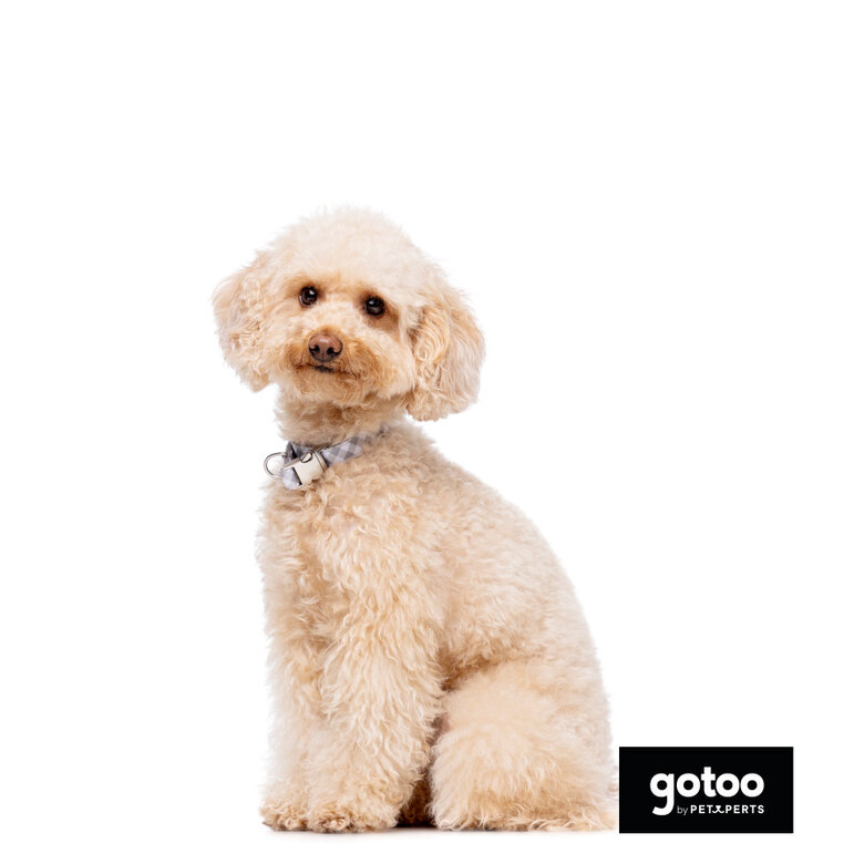 Gotoo Coleira estampada xadrez para cães,  Imagem número 6 Gotoo Coleira estampada xadrez para cães, , large Imagem número 6