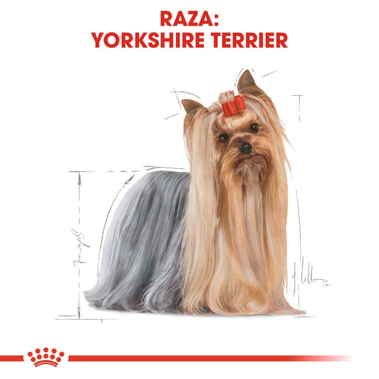 7.5 kg Royal Canin Adult Yorkshire Terrier ração para cães,  Imagem número 3 7.5 kg Royal Canin Adult Yorkshire Terrier ração para cães, , large Imagem número 3