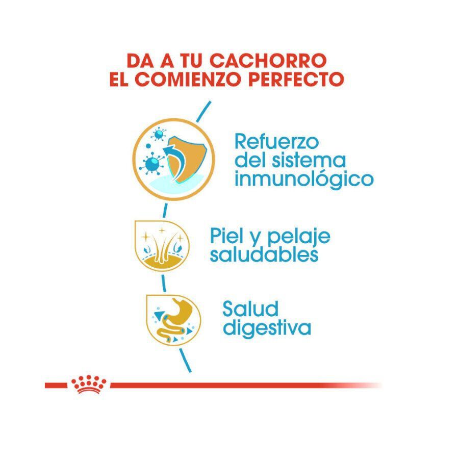 12 kg Royal Canin Puppy Golden Retriever ra&ccedil;&atilde;o para c&atilde;es, , large Imagem n&uacute;mero 6