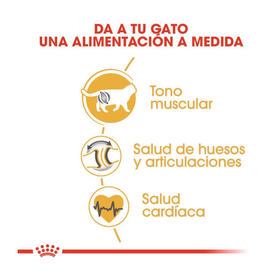 10 kg Royal Canin Adult British Shorthair ra&ccedil;&atilde;o para gatos, , large Imagem n&uacute;mero 5