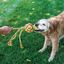 Kong Wubba Weaves Corda para cães, , large Indicador imagem número 3