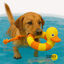 Summer Vibes Pato de brinquedo para cães, , large Indicador imagem número 2