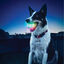 Nite Ize Glowstreak Disc-O LED Peluche para cães, , large Indicador imagem número 4
