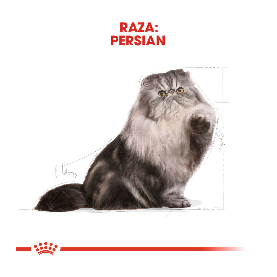10 kg Royal Canin Persa ra&ccedil;&atilde;o para gatos adultos, , large Imagem n&uacute;mero 4