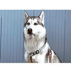 Dukier Peitoral com Estampado de  Cupcakes & Donunts para cães, , large image number null