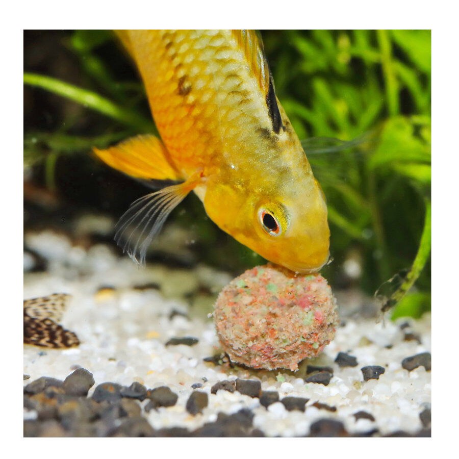 JBL Novotab Comprimidos para peixes, , large Imagem n&uacute;mero 4