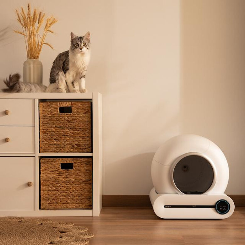 Cecotec Pumba 8000 CleanKitty Smart Caixa sanitária autolimpante para gatos,  Imagem número 10 Cecotec Pumba 8000 CleanKitty Smart Caixa sanitária autolimpante para gatos, , large Imagem número 10
