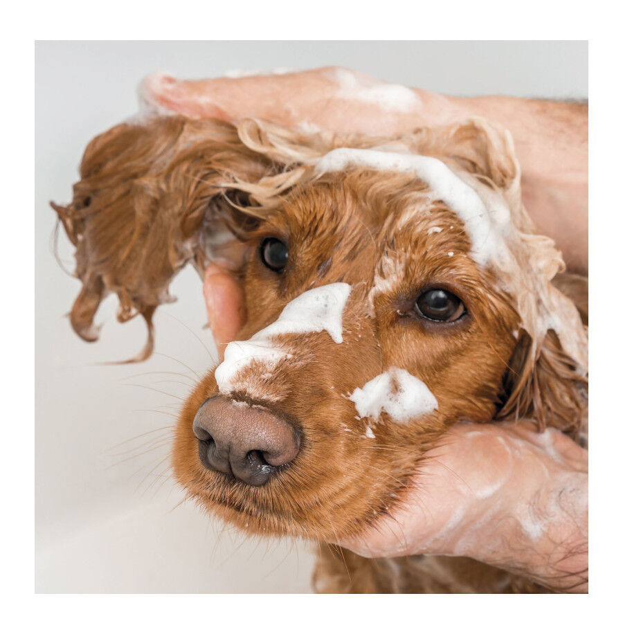 Beaphar Champ&ocirc; para todos os tipos de pelo para c&atilde;es, , large Imagem n&uacute;mero 3