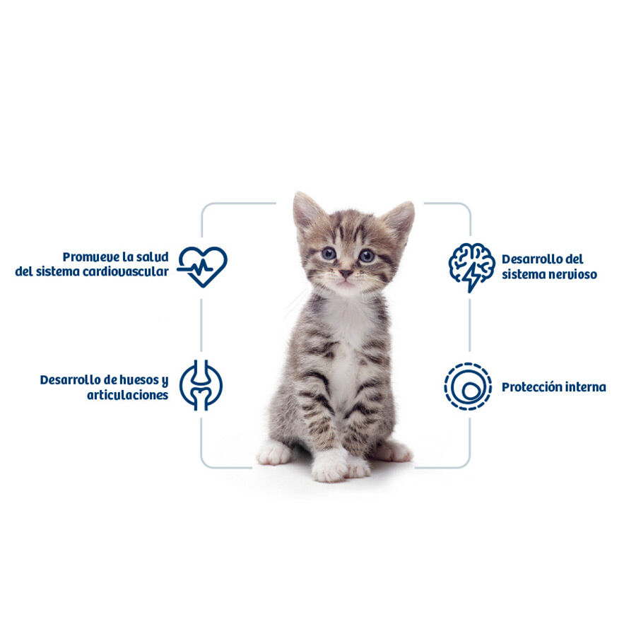 2 x 4 kg Nath Kitten Frango e Arroz ra&ccedil;&atilde;o para gatos  Pack poupan&ccedil;a!, , large Imagem n&uacute;mero 2