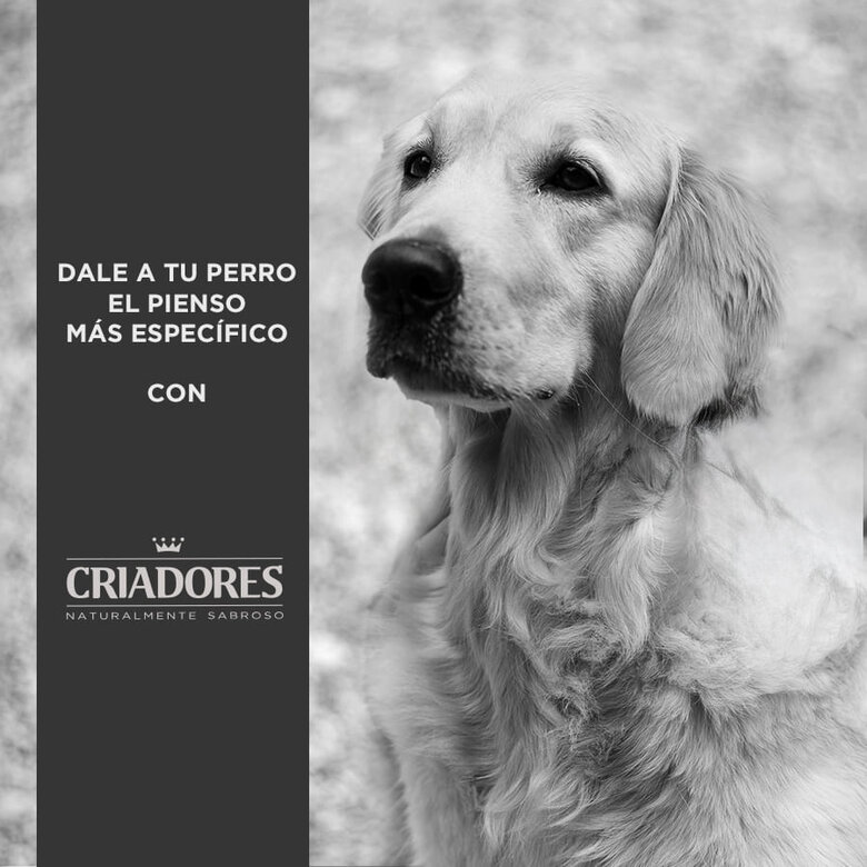 Criadores Senior Frango e Arroz ração para cães raças médias e grandes, , large image number null