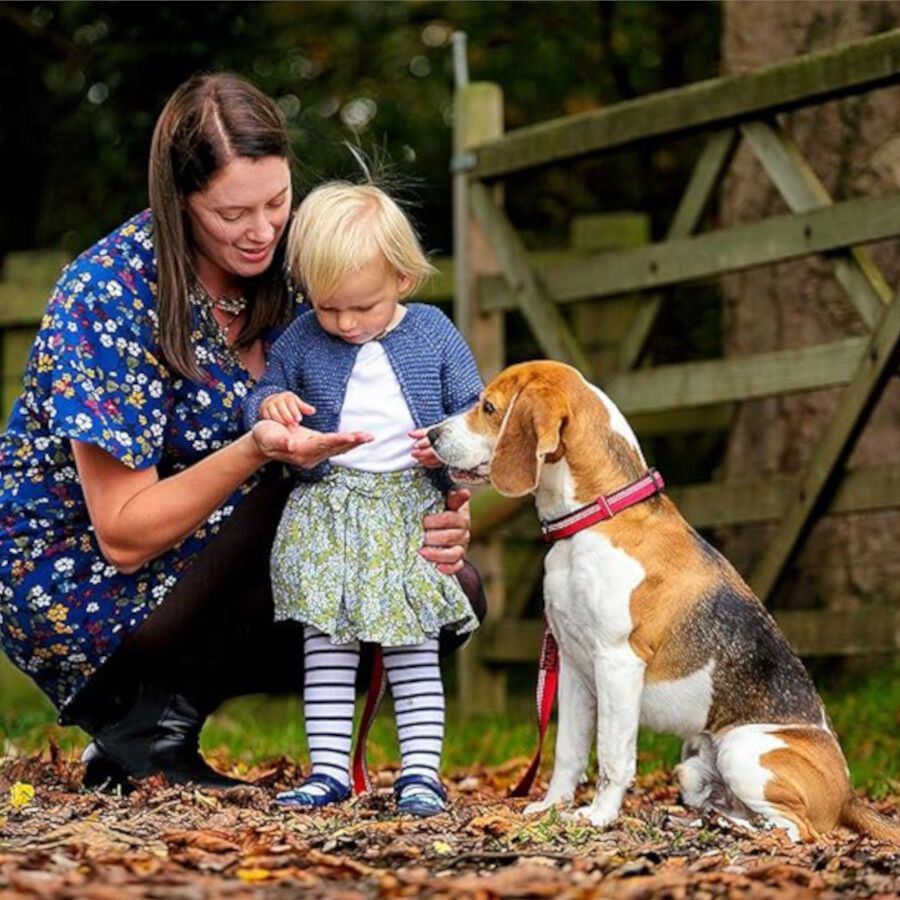 Halti Coleira confort&aacute;vel vermelha para c&atilde;es, , large Imagem n&uacute;mero 3